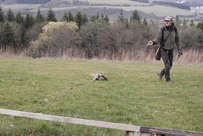 der Falke bei der Arbeit